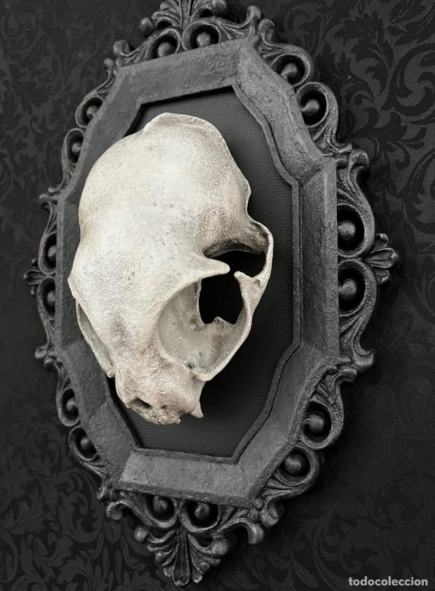 Nuevo: Dark Gothic CAT Skull Calavera Gato - Foto 7