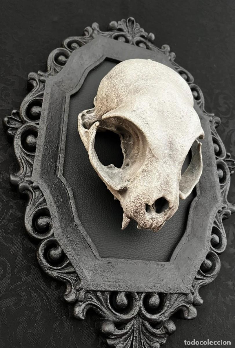 Nuevo: Dark Gothic CAT Skull Calavera Gato - Foto 9