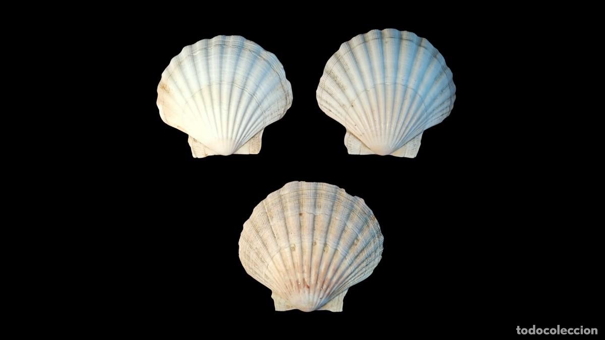 New: LOTE 3 CONCHAS VIEIRA NATURAL &middot; PECTEN SP. &middot; VALVA SUPERIOR &middot; CONQUIOLOG&Iacute;A &middot; DECORACI&Oacute;N