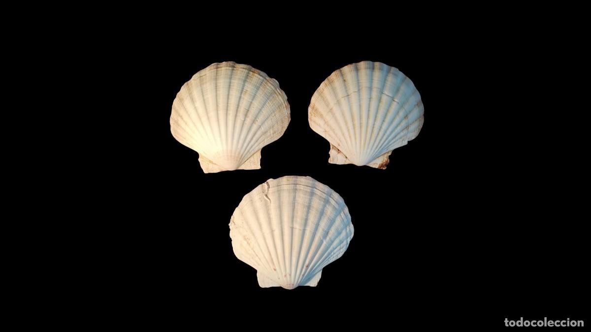 New: LOTE 3 CONCHAS VIEIRA NATURAL &middot; PECTEN SP. &middot; BLANCO PURO &middot; COSTILLAS FINAS &middot; BORDE DENTADO &middot; 13 CM