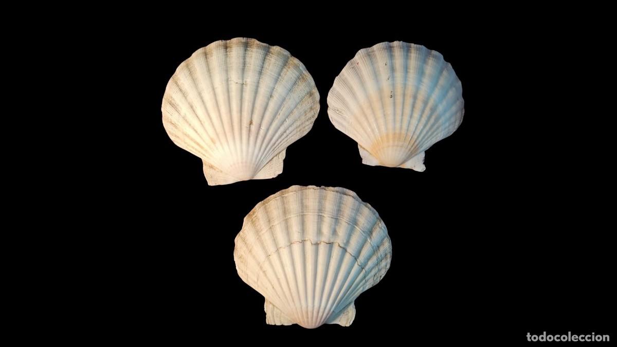 New: LOTE 3 CONCHAS VIEIRA NATURAL &middot; PECTEN MAXIMUS &middot; COSTILLAS ANCHAS &middot; BLANCO CREMA CON BANDAS &middot; CHARNE