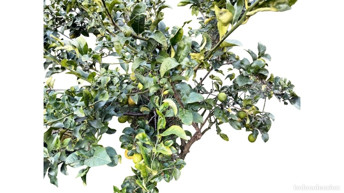 Neuf: LIMONERO (CITRUS LIMON) ADULTO PRODUCTIVO