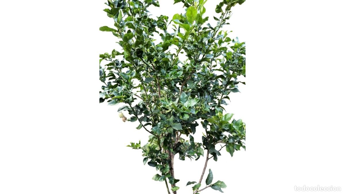 Neuf: LIMONERO (CITRUS LIMON) ADULTO PRODUCTIVO