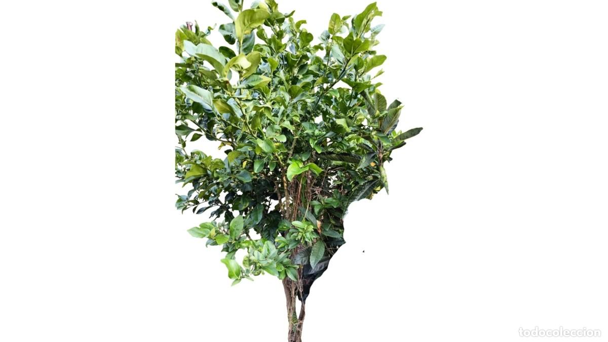 Neuf: LIMONERO (CITRUS LIMON) ADULTO PRODUCTIVO