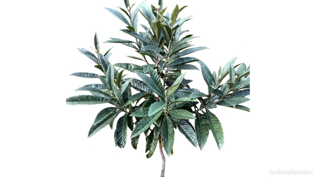 Neuf: N&Iacute;SPERO (Eriobotrya japonica) ADULTO PRODUCTIVO Y RESISTENTE