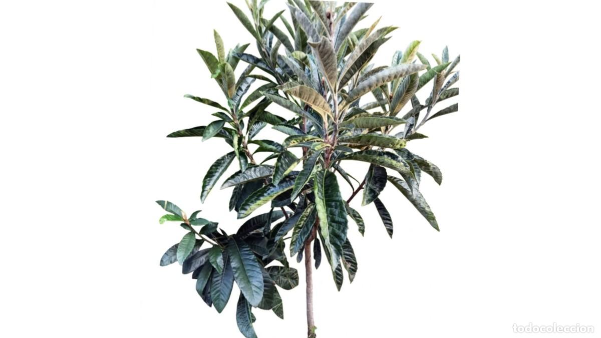 Neuf: N&Iacute;SPERO (Eriobotrya japonica) ADULTO PRODUCTIVO Y RESISTENTE