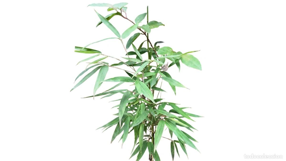 Neuf: PLANTAS DE BAMB&Uacute; DECORATIVAS