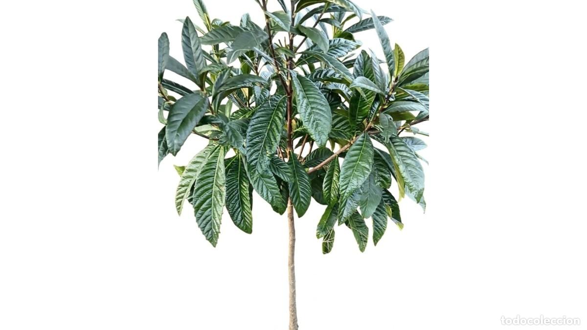 Neuf: N&Iacute;SPERO (Eriobotrya japonica) ADULTO PRODUCTIVO Y RESISTENTE