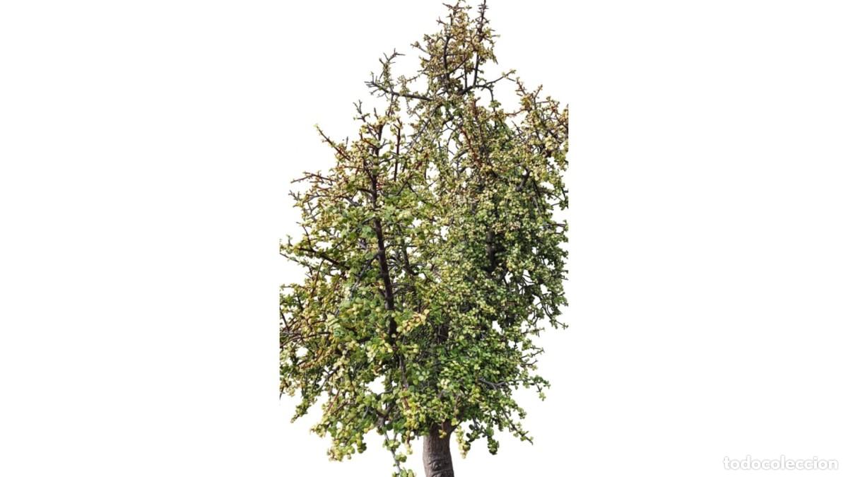 New: PORTULACARIA AFRA &rdquo;&Aacute;RBOL DE LA ABUNDANCIA&rdquo; EJEMPLAR MADURO