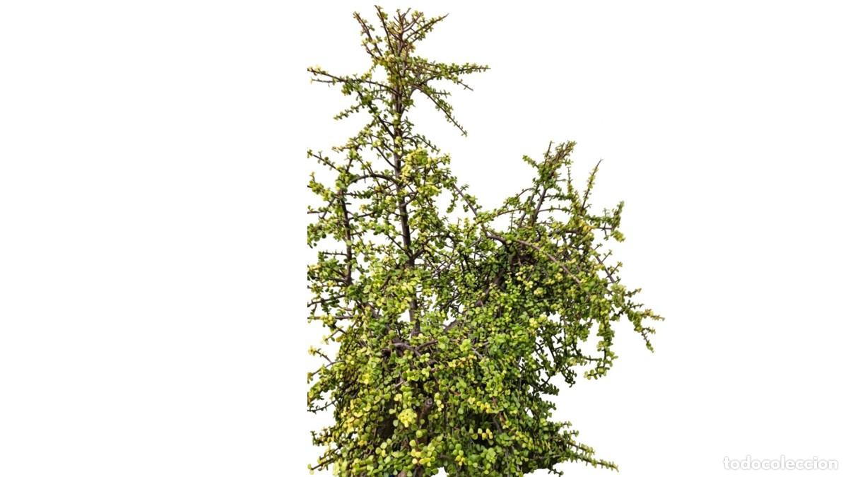Neuf: PORTULACARIA AFRA &rdquo;&Aacute;RBOL DE LA ABUNDANCIA&rdquo; EJEMPLAR MADURO