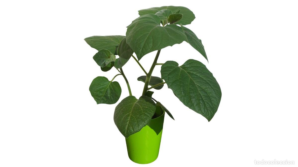 Novo: Planta Uchuva (Physalis) - Ex&oacute;tica y Nutritiva, Dif&iacute;cil de Conseguir