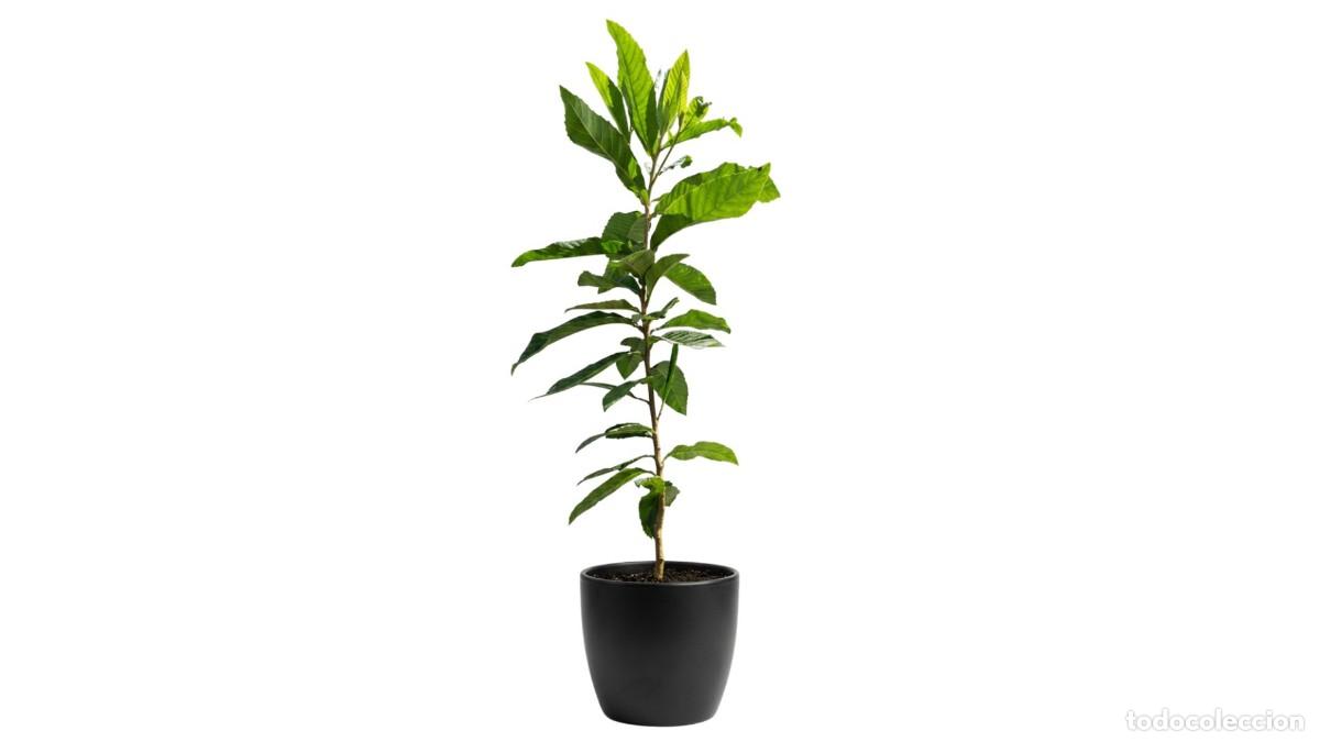 Novo: Planta N&iacute;spero Frutal - Ideal para Aumentar tu Inmunidad