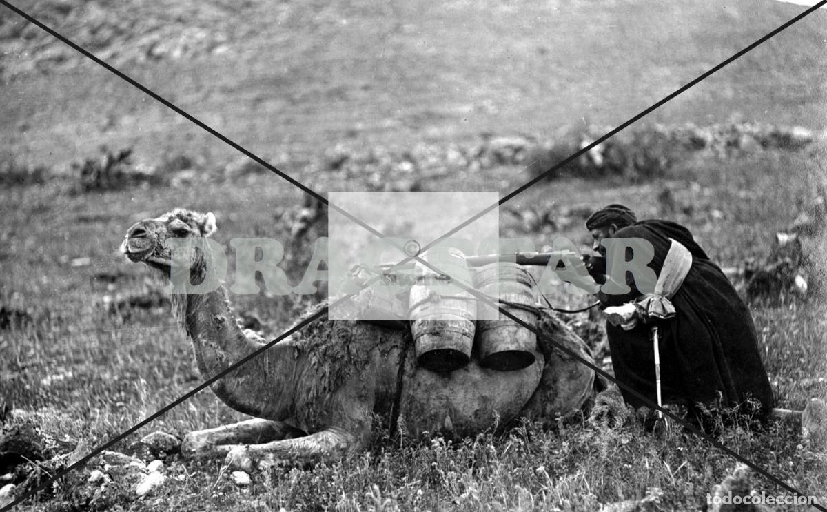 Nuevo: LA GUERRA DE ESPA&Ntilde;A EN AFRICA, DROMEDARIO SIRVE DE ESCUDO A UN SOLDADO SAHARAUI EN MELILLA TD 81
