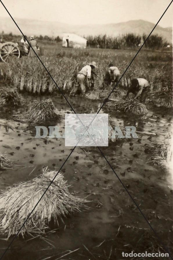 Nuevo: GENTE DE CASTELL&Oacute;N EN EL RECUERDO, EL CULTIVO DEL ARROZ A&Ntilde;OS 60 TD 85