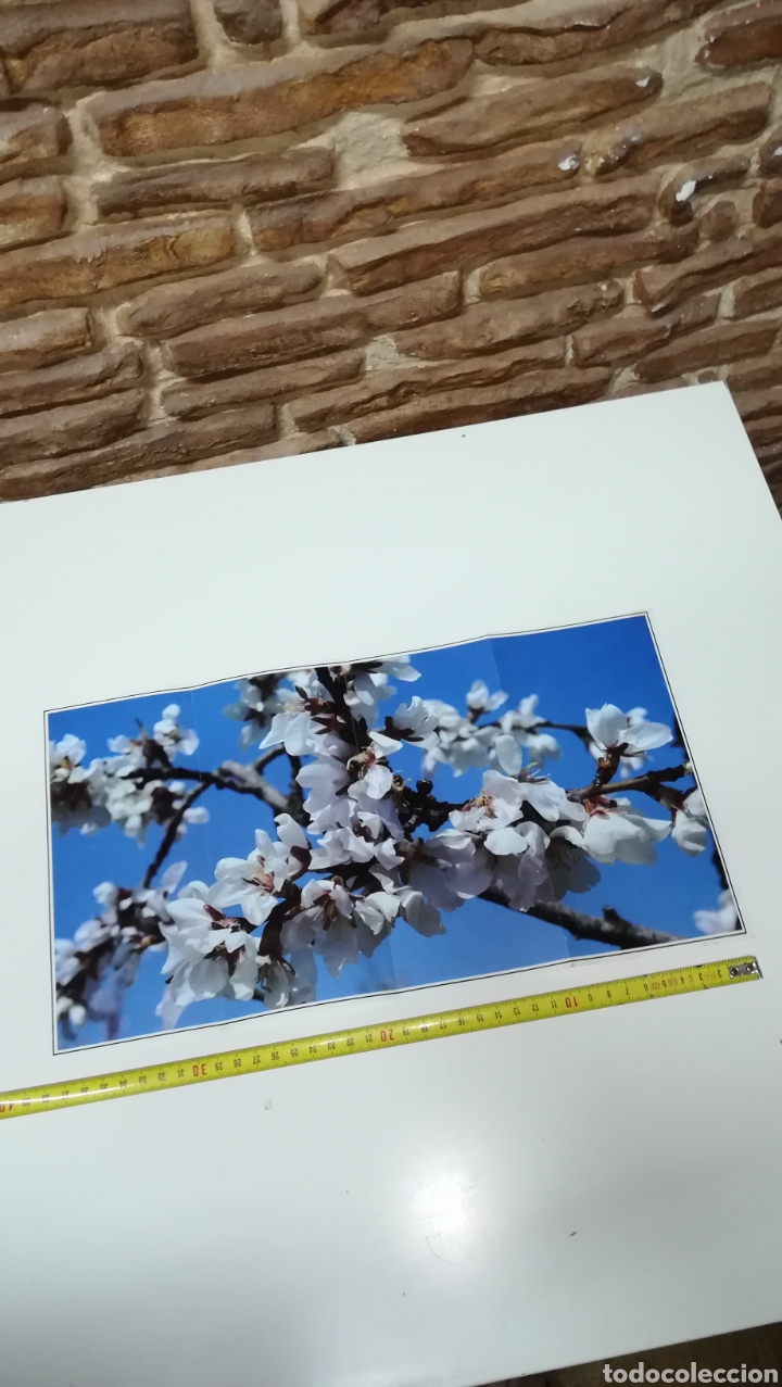 Otros Art&iacute;culos de Coleccionismo en Papel: L&aacute;mina Sociedad Nestl&eacute; 1979