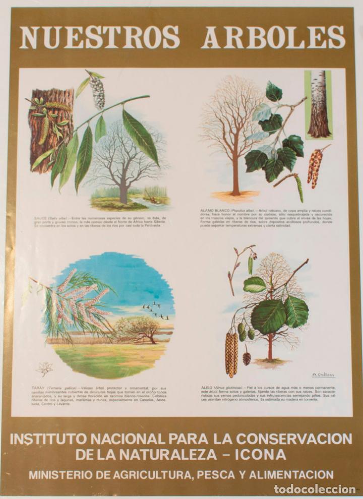 Otros Art&iacute;culos de Coleccionismo en Papel: CARTEL O LAMINA DE ICONA. COLECCION NUESTROS ARBOLES