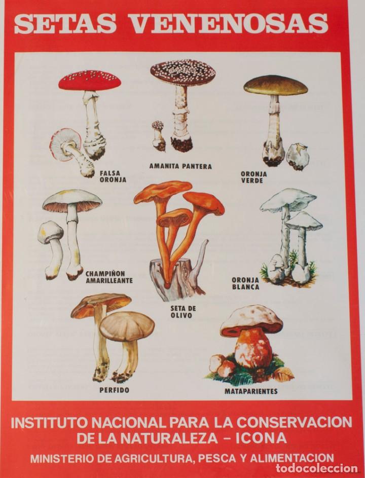 Otros Art&iacute;culos de Coleccionismo en Papel: CARTEL O LAMINA DEL ICONA. COLECCION SETAS (VENENOSAS)