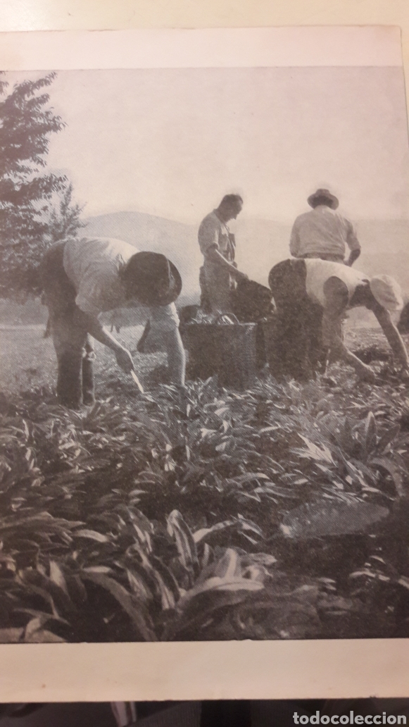 Paper Collecting Others: medicamentos Sandoz Madrid