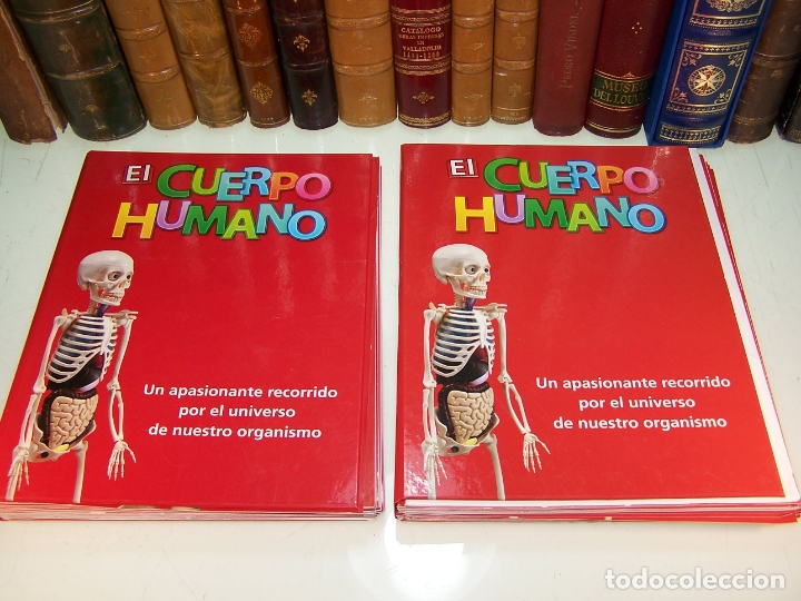 el cuerpo humano en cuadros desmontables - año - Compra venta en  todocoleccion