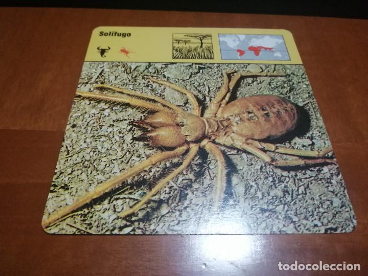 Sammelleidenschaft Andere Papierartikel: SOLIFUGO. FICHA ANIMALES. RENCONTRE. EDICIONES PLANETA. DETR&Aacute;S TEXTO SOBRE &Eacute;L. BUEN ESTADO