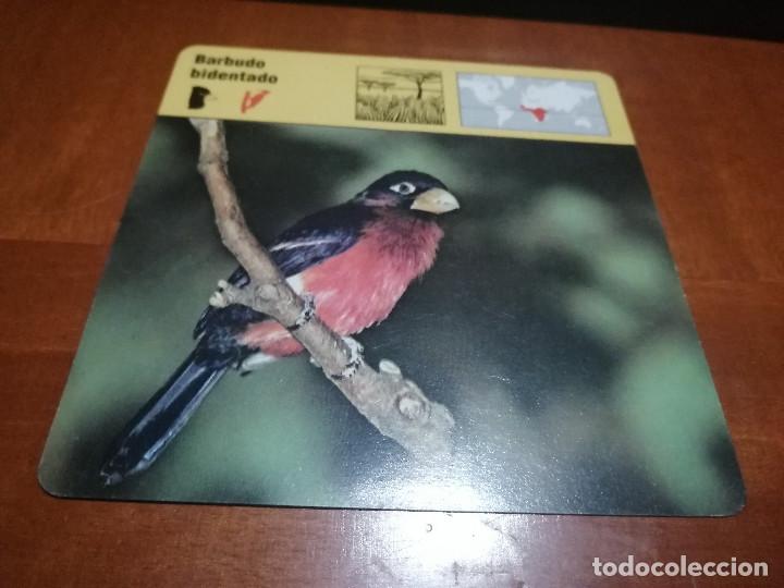 Sammelleidenschaft Andere Papierartikel: BARBUDO BIDENTADO. FICHA ANIMALES. RENCONTRE. EDICIONES PLANETA. DETR&Aacute;S TEXTO SOBRE &Eacute;L. BUEN ESTADO