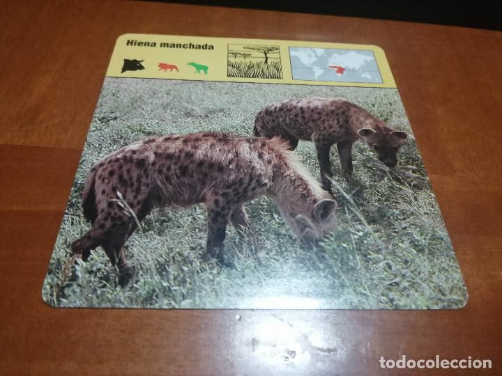 Sammelleidenschaft Andere Papierartikel: HIENA MANCHADA. FICHA ANIMALES. RENCONTRE. EDICIONES PLANETA. DETR&Aacute;S TEXTO SOBRE &Eacute;L. BUEN ESTADO