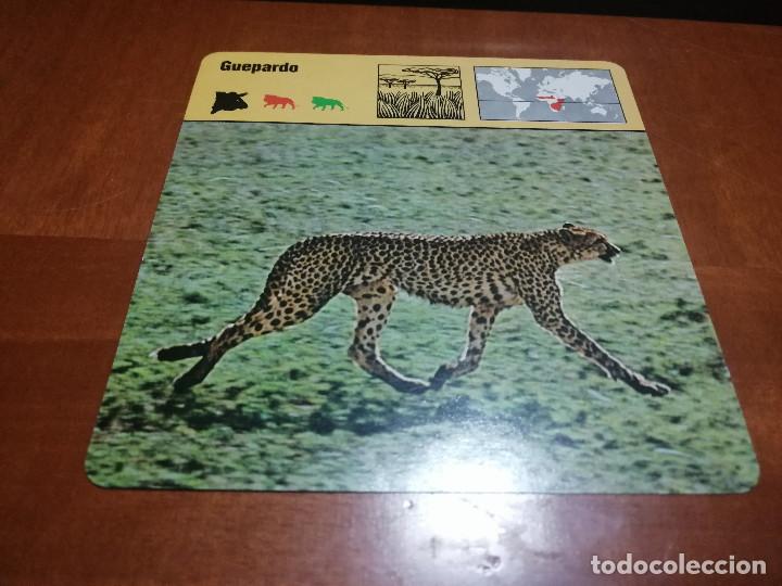 Sammelleidenschaft Andere Papierartikel: GUEPARDO. FICHA ANIMALES. RENCONTRE. EDICIONES PLANETA. DETR&Aacute;S TEXTO SOBRE &Eacute;L. BUEN ESTADO