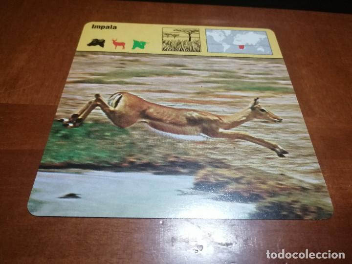 Sammelleidenschaft Andere Papierartikel: IMPALA. FICHA ANIMALES. RENCONTRE. EDICIONES PLANETA. DETR&Aacute;S TEXTO SOBRE &Eacute;L. BUEN ESTADO
