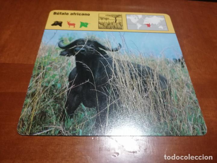 Sammelleidenschaft Andere Papierartikel: BUFALO AFRICANO. FICHA ANIMALES. RENCONTRE. EDICIONES PLANETA. DETR&Aacute;S TEXTO SOBRE &Eacute;L. BUEN ESTADO