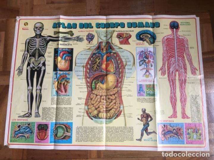Otros art&iacute;culos de coleccionismo en papel: Atlas cuerpo humano revista petete a&ntilde;o 82