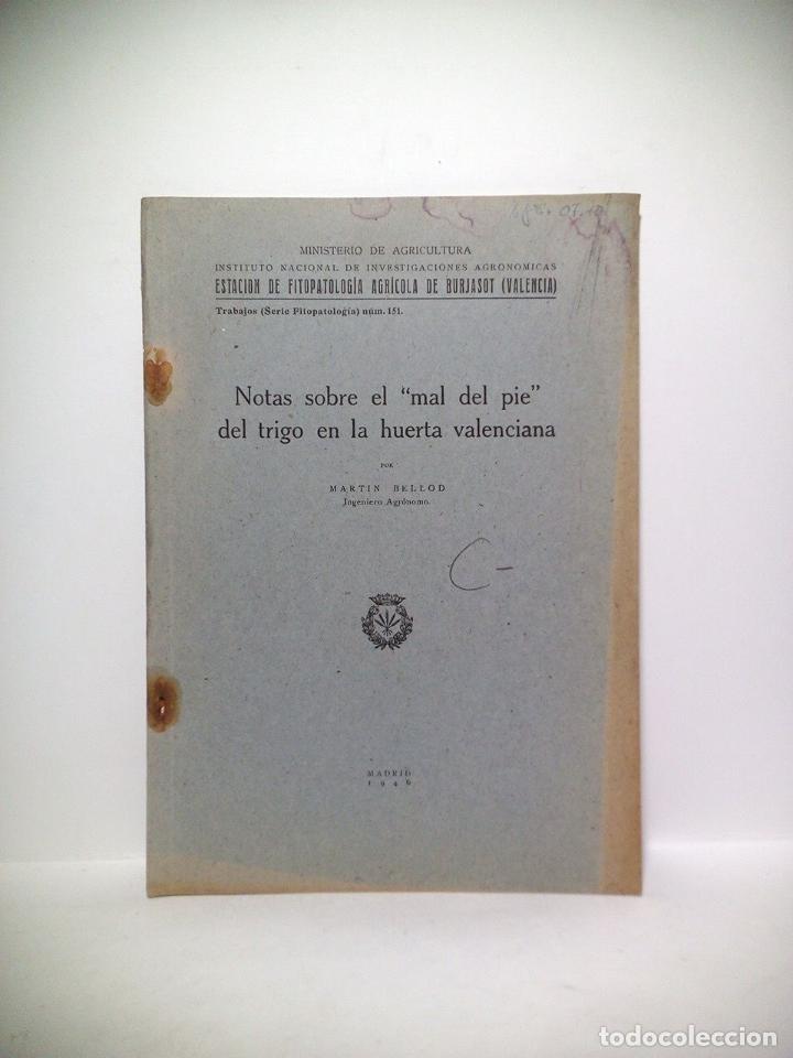 Altri oggetti di carta: BELLOD, Mart&iacute;n - Notas sobre el &rdquo;Mal de Pie&rdquo; del trigo en la huerta valenciana