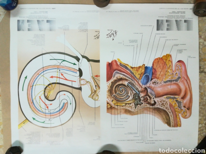 Otros Art&iacute;culos de Coleccionismo en Papel: Lote 4 L&aacute;mina laem o&iacute;do auditivo medicina