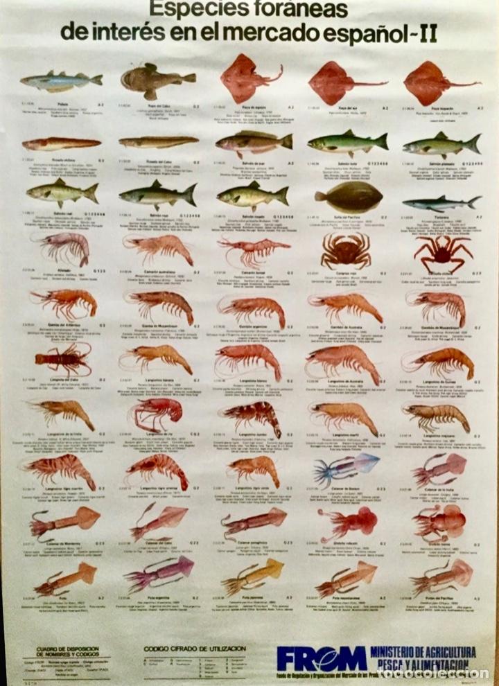 Otros art&iacute;culos de coleccionismo en papel: Poster. Especies for&aacute;neas de inter&eacute;s en el mercado espa&ntilde;ol II. FROM.