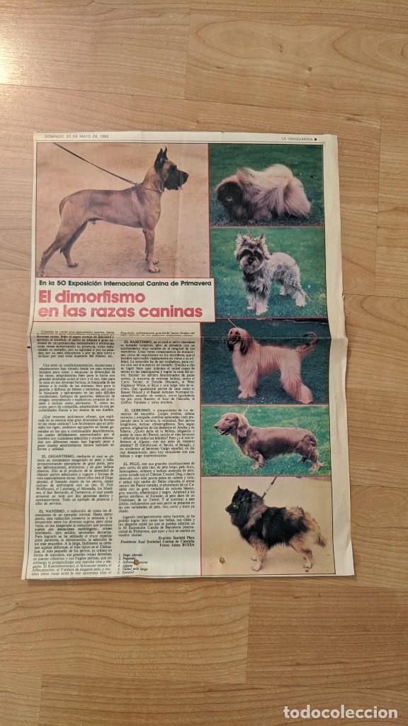 Paper Collecting Others: ANTIGUO ART&Iacute;CULO DE PRENSA &laquo;EL DIMORFISMO EN LAS RAZAS CANINAS&raquo; (1 P&Aacute;G.)