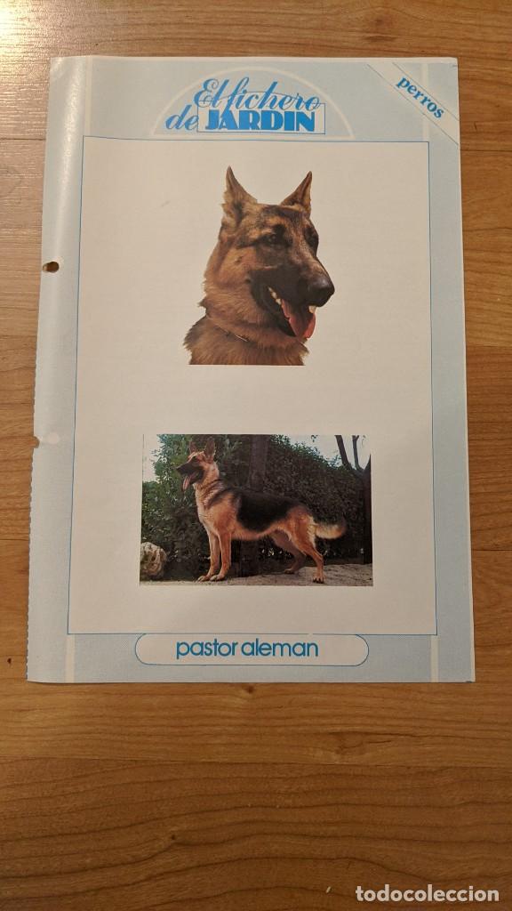 Outros artigos de papel: FICHA &laquo;PASTOR ALEM&Aacute;N&raquo; (1 HOJA)