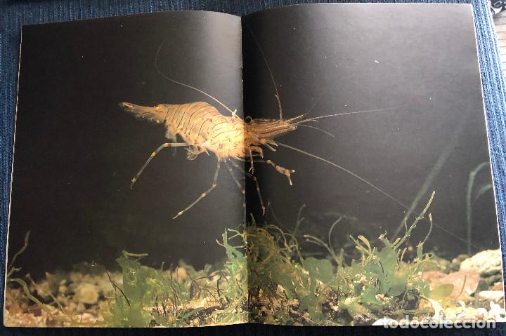 Otros Art&iacute;culos de Coleccionismo en Papel: P&oacute;ster revista. Fotograf&iacute;a art&iacute;stica. Fauna, gamba. Tama&ntilde;o A-3. Enmarcable. Nuevo.