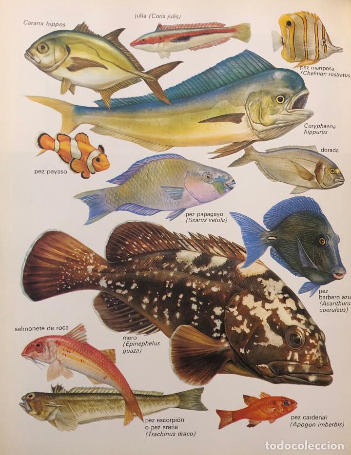 Otros art&iacute;culos de coleccionismo en papel: L&aacute;mina art&iacute;stica. Fauna. Peces. Tama&ntilde;o folio. Enmarcable. Nueva.