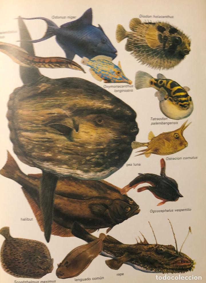 Otros Art&iacute;culos de Coleccionismo en Papel: L&aacute;mina art&iacute;stica. Fauna. Peces. Tama&ntilde;o folio. Enmarcable. Nueva.