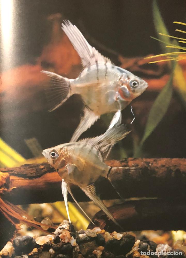 Otros Art&iacute;culos de Coleccionismo en Papel: L&aacute;mina art&iacute;stica. Fauna, peces &aacute;ngel. Tama&ntilde;o folio. Enmarcable. Nueva.
