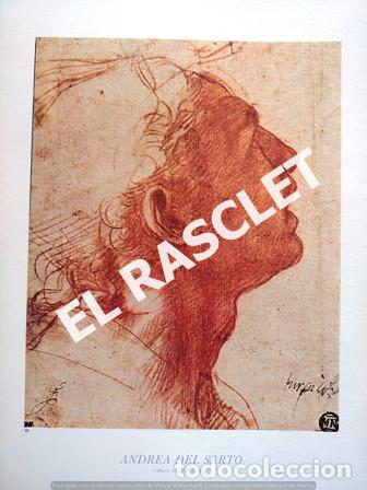 Paper Collecting Others: LAMINA REPRODUCCI&Oacute;N CUADRO DE ANDREA DEL SARTO - CABEZA DE JOVEN DE PERFIL - SIN ENMARCAR