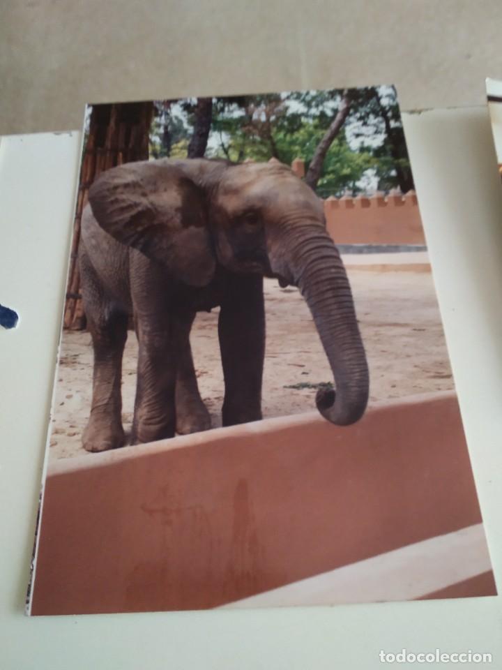 Paper Collecting Others: C-MARIA FOTOGRAFIA ANTIGUA ELEFANTE