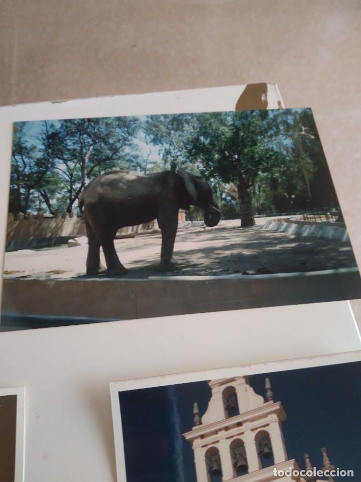 Paper Collecting Others: C-MARIA FOTOGRAFIA ANTIGUA ELEFANTE