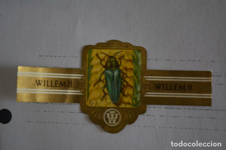 Otros Art&iacute;culos de Coleccionismo en Papel: VITOLA DE PUROS WILLEN II.3257 SERIE XXVI