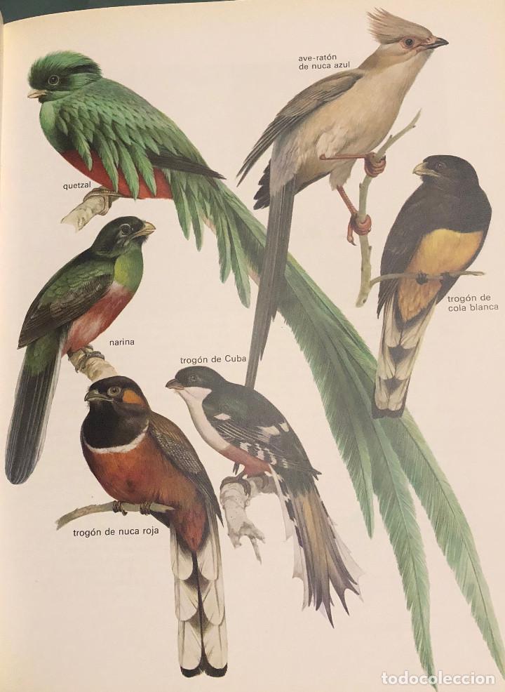 Otros art&iacute;culos de coleccionismo en papel: L&aacute;mina art&iacute;stica. Fauna, aves. Tama&ntilde;o folio. Enmarcable. Nueva.