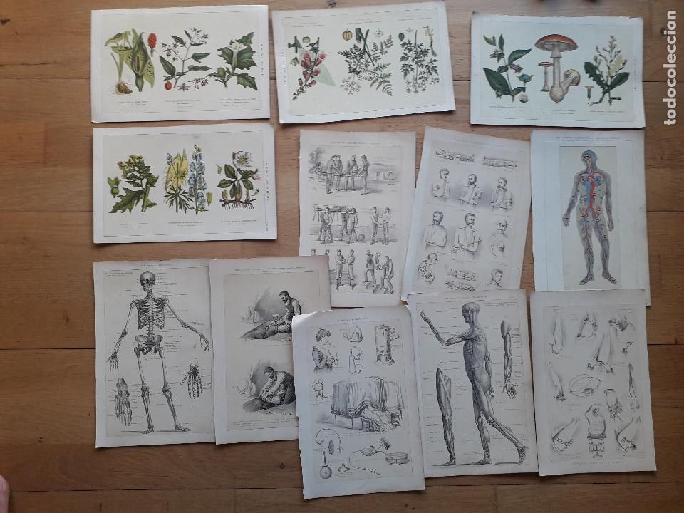 Otros art&iacute;culos de coleccionismo en papel: 13 laminas de un antiguo libro medico ingles , poisonous plants, nursery appliances etc