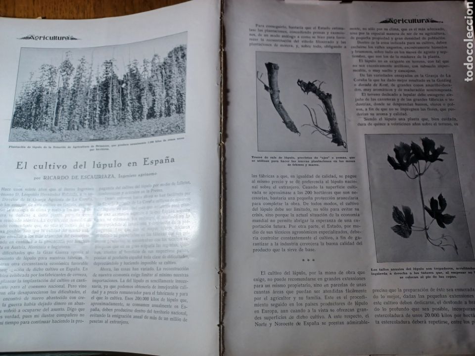 Outros artigos de papel: EL CULTIVO DEL LUPULO EN ESPA&Ntilde;A. POR RICARDO ESCAURIAZA. ART&Iacute;ULO 5 PAGINAS. 9 FOTOS. A&Ntilde;O 1932