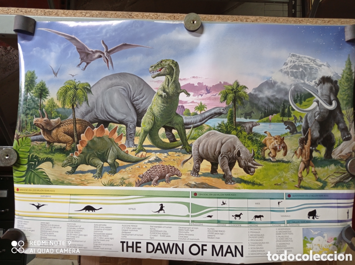 Otros Art&iacute;culos de Coleccionismo en Papel: Bonito poster educativo, a&ntilde;os 80, t&iacute;tulo The Dawn of Man. Diferentes eras prehistoria. Nunca usado.