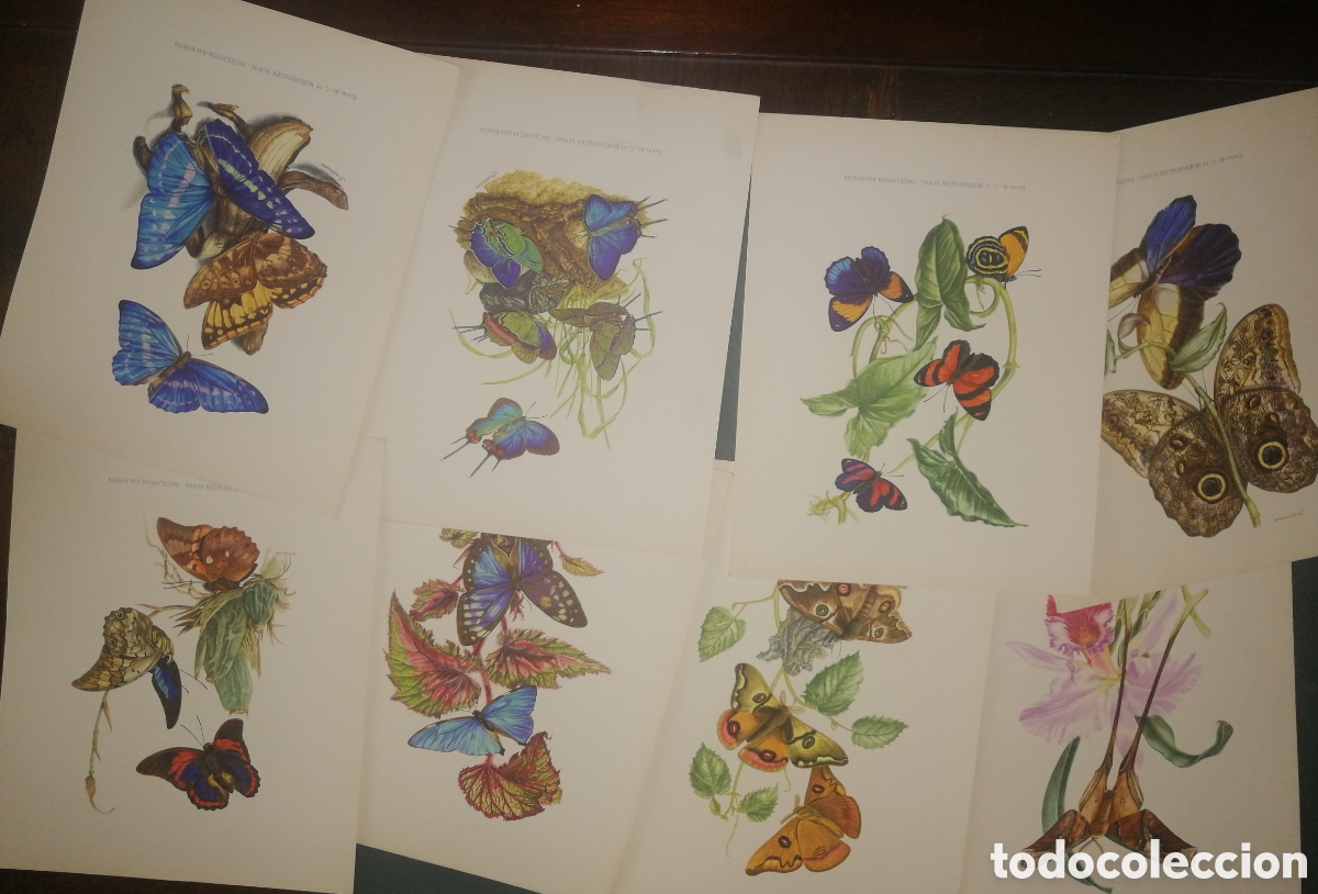 Otros Art&iacute;culos de Coleccionismo en Papel: LAMINAS PUBLICIDAD LABORATORIO,FARMACEUTICO. - MARIPOSAS - ENVIO INCLUIDO EN EL PRECIO