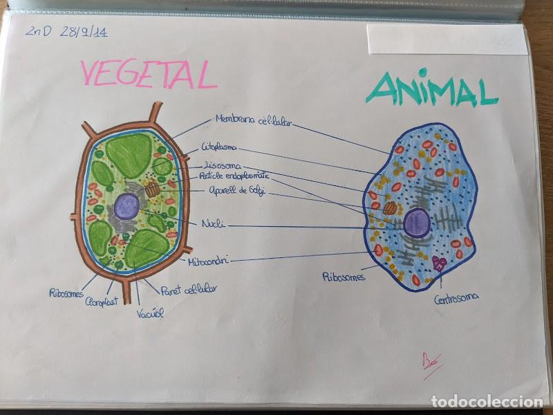 Outros artigos de papel: DIBUJO ESCOLAR C&Eacute;LULAS