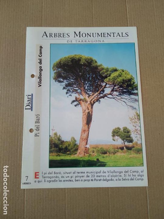 Otros Art&iacute;culos de Coleccionismo en Papel: PI DEL BAR&Oacute; VILALLONGA DEL CAMP ARBRES MONUMENTALS DIARI DE TARRAGONA MIDE 23,5CM X 17CM